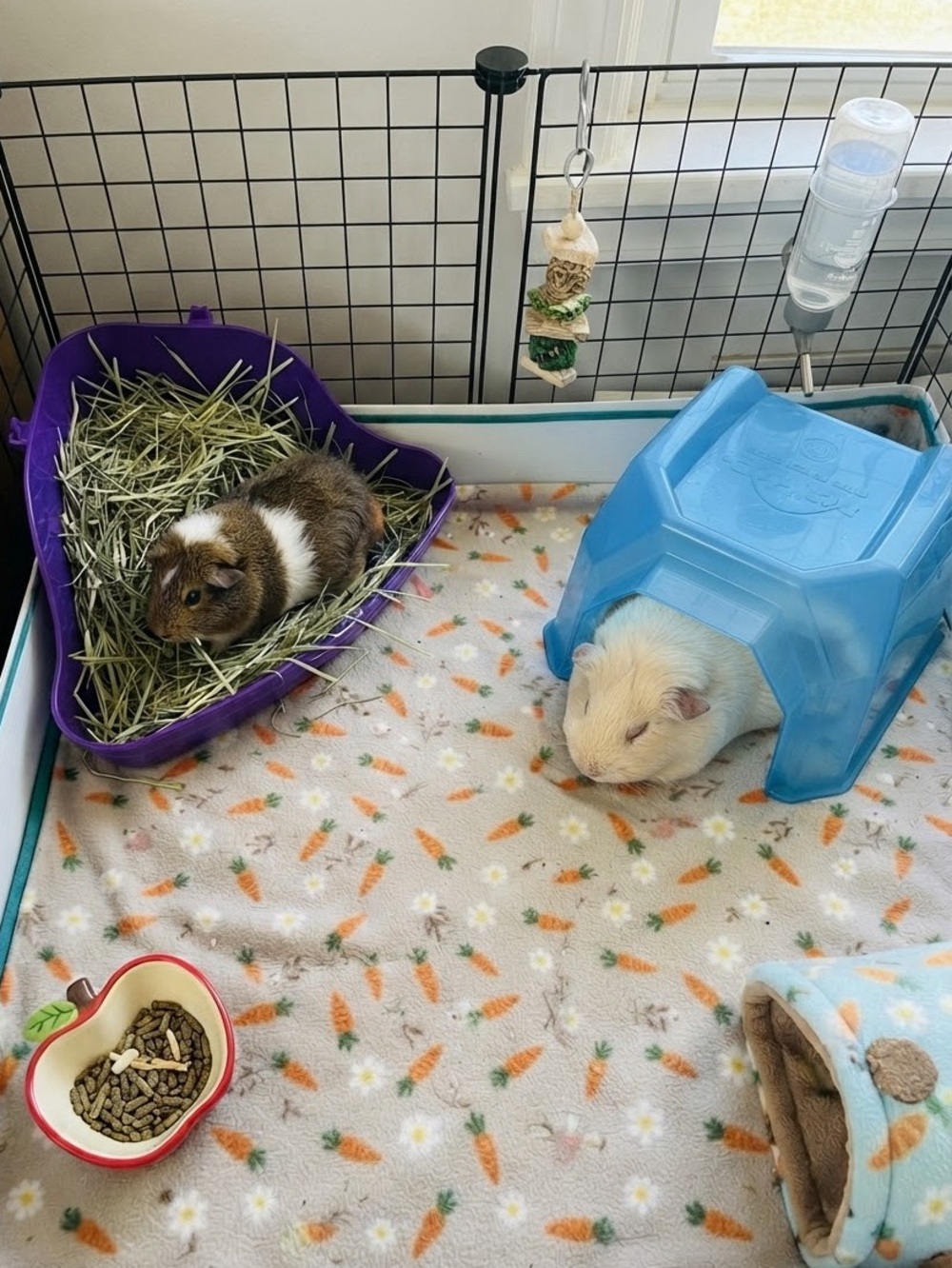 Small pet corner toilet and hideaway barn - Guinea pig supplies - dwarf rabbits
